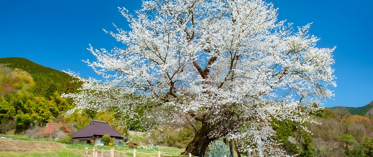 津山市阿波イメージ