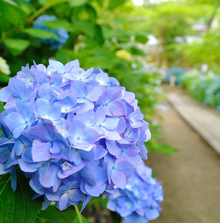 津山市井口イメージ