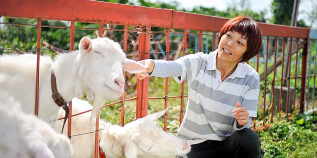 ヤギと触れ合う、まほらファームの鈴木妃奈さん