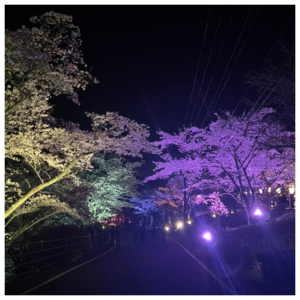 夜間にライトアップされている桜並木