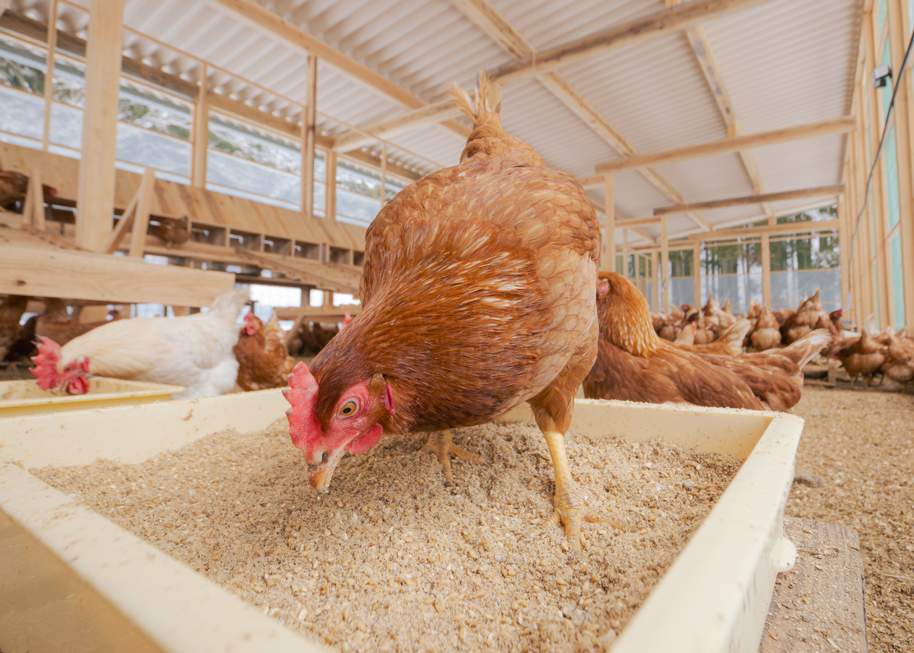 えさ箱をつつく鶏