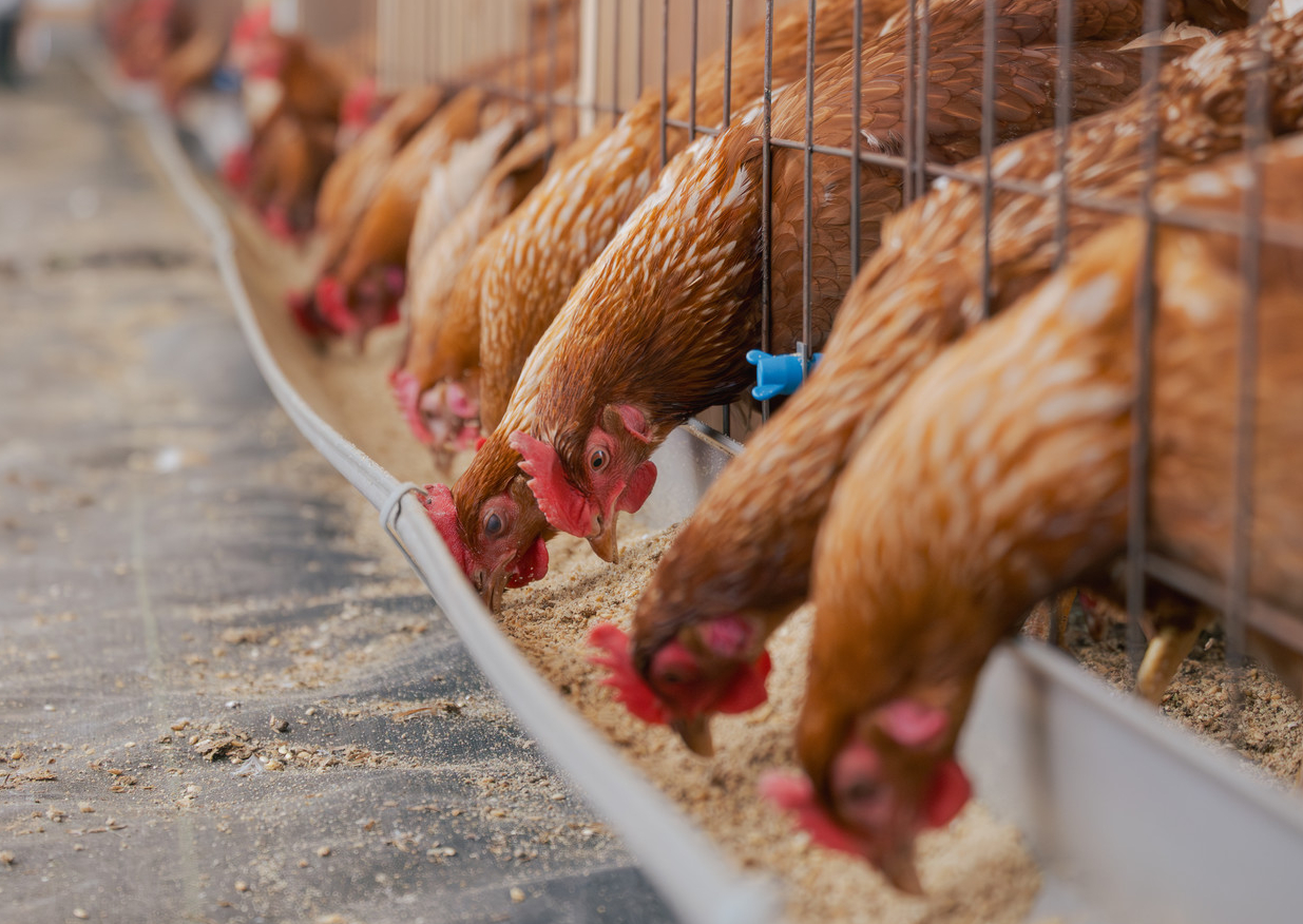 並んでえさを食べる鶏たち
