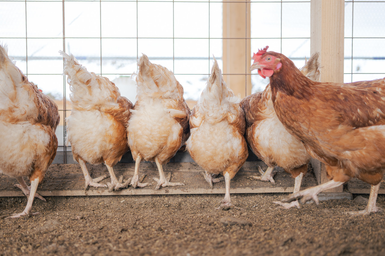 並ぶ鶏たちの後ろ姿