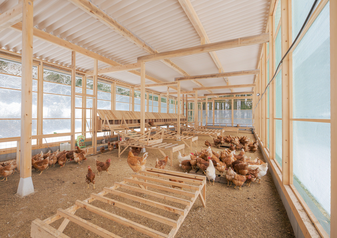 木造鶏舎内で過ごす鶏の群れ