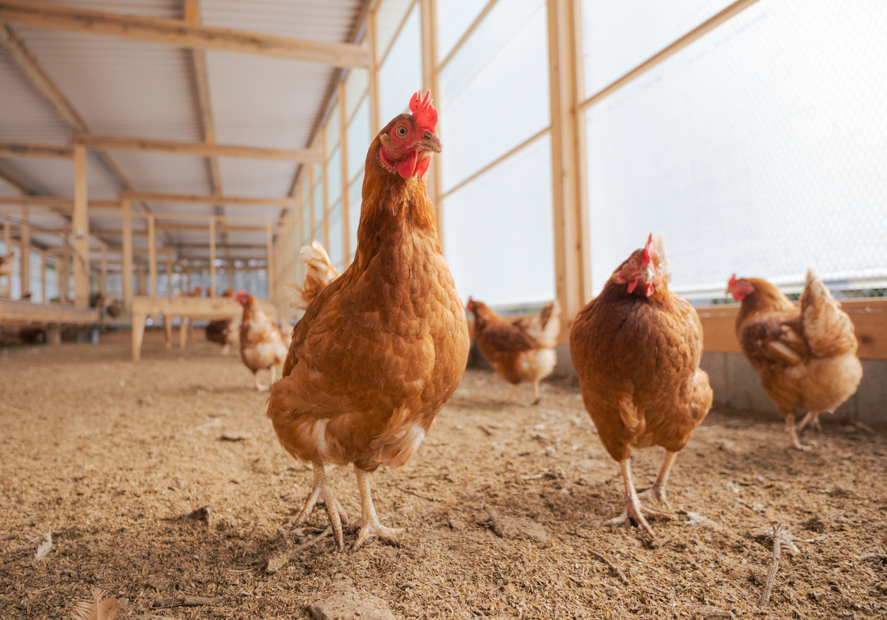 鶏舎内を歩く鶏たち