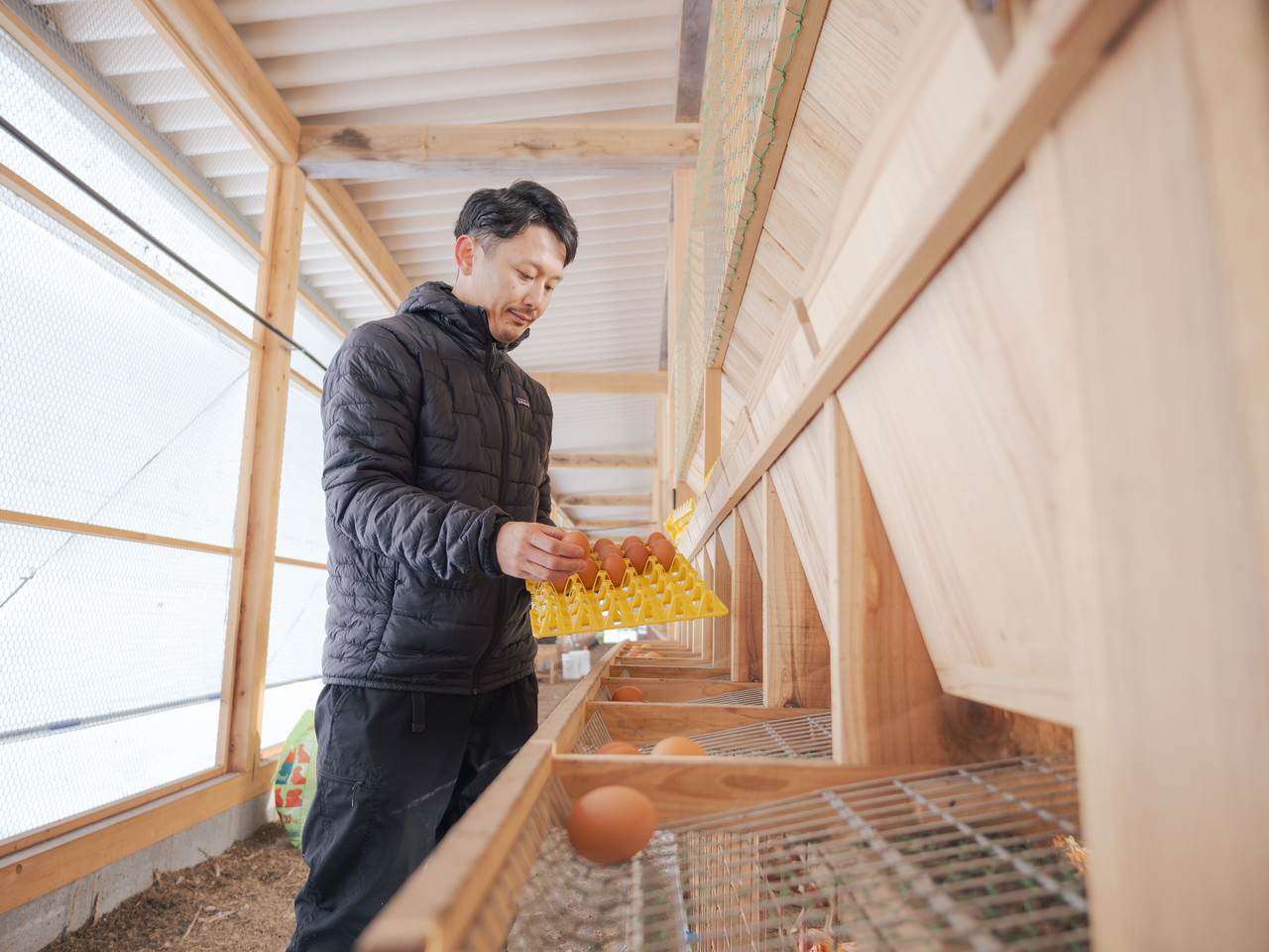 鶏舎の産卵箱から卵を集める男性