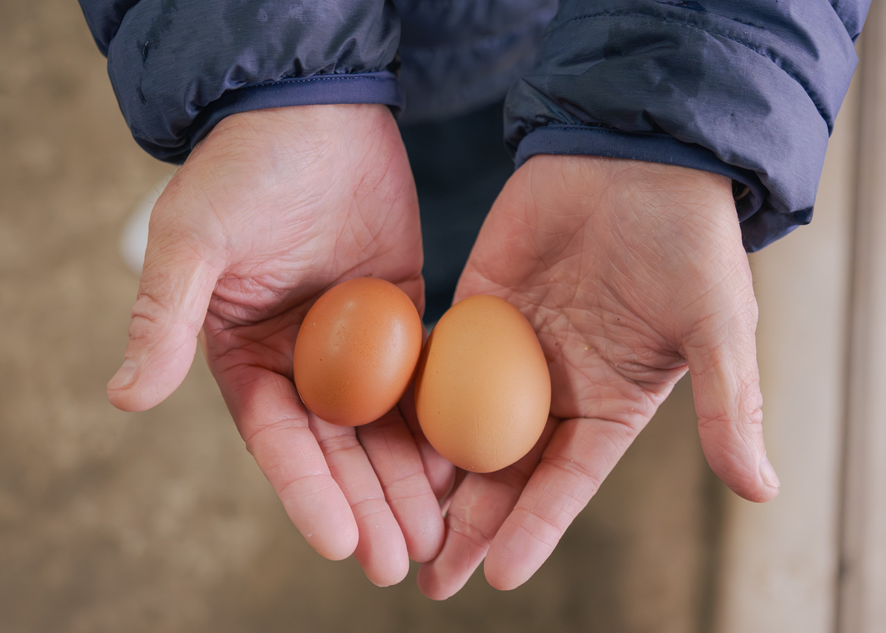 手のひらに乗せた大小の卵