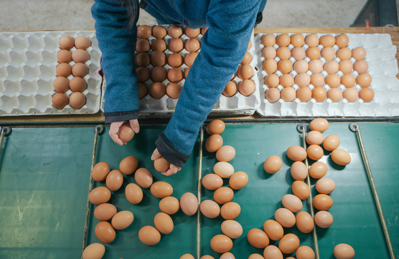 サイズごとに分けられる卵