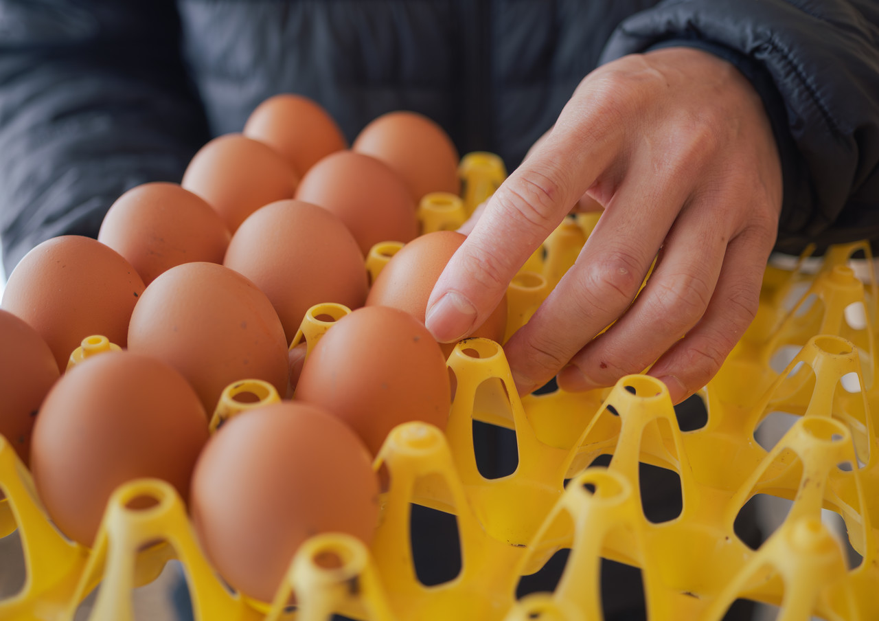 ケースに並んだ卵に触れる手