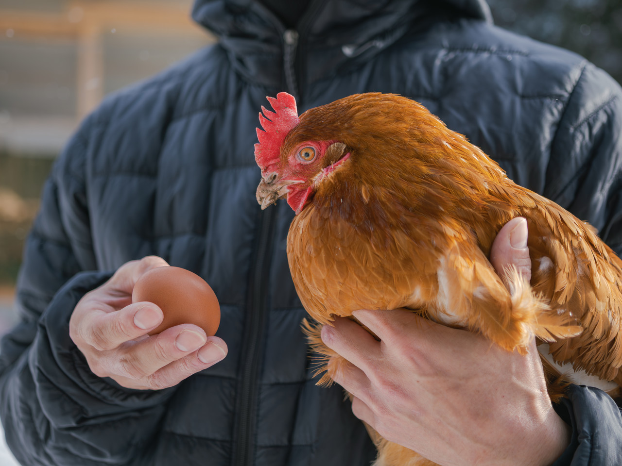 鶏と卵を持つ男性