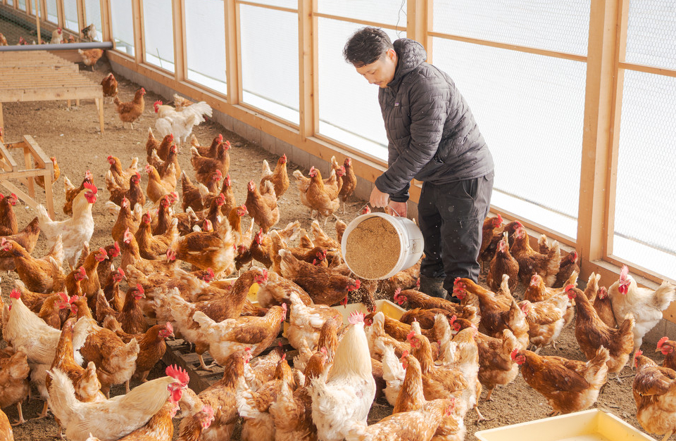 バケツからえさを与える男性と集まる鶏