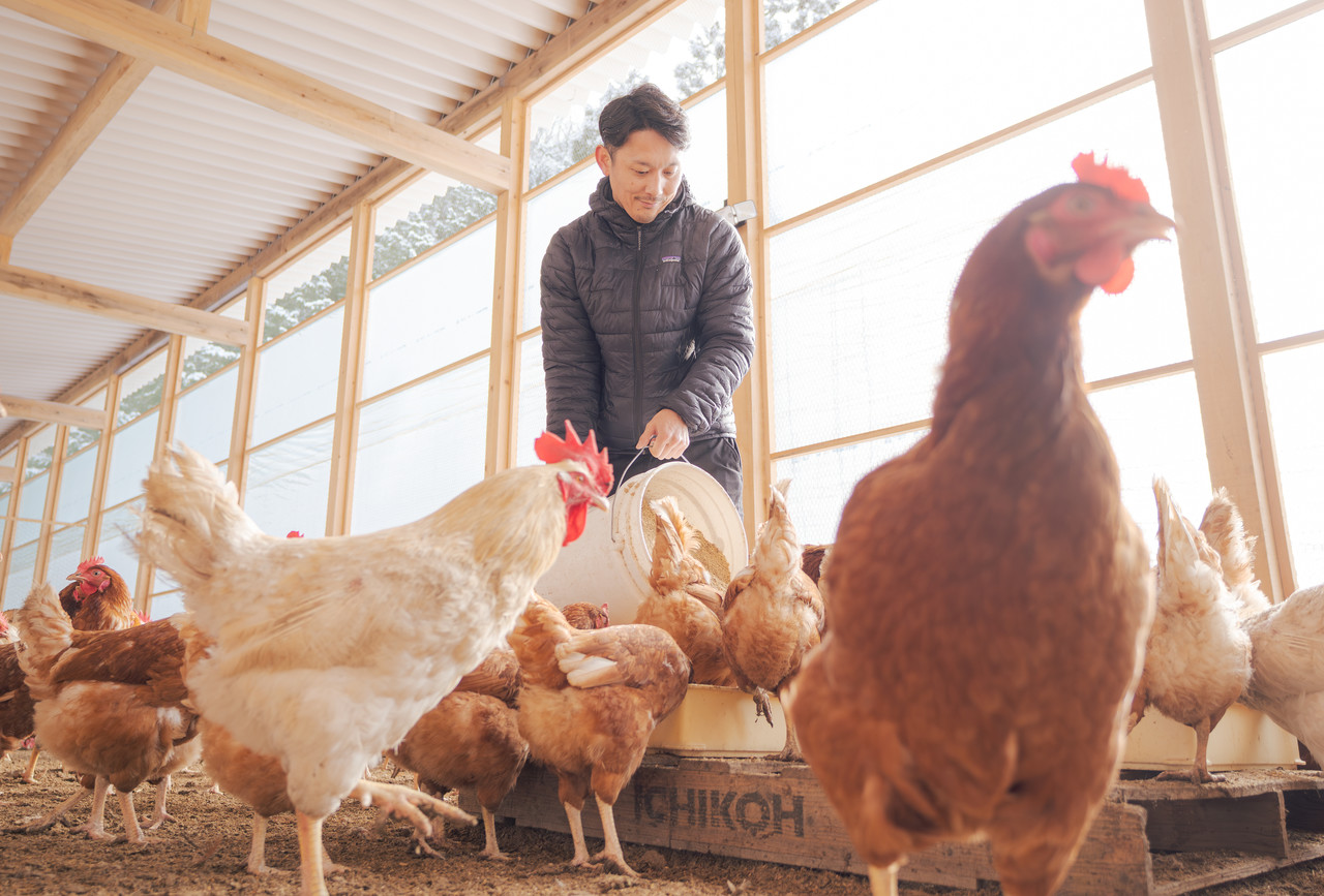 えさを与える男性と鶏の群れ