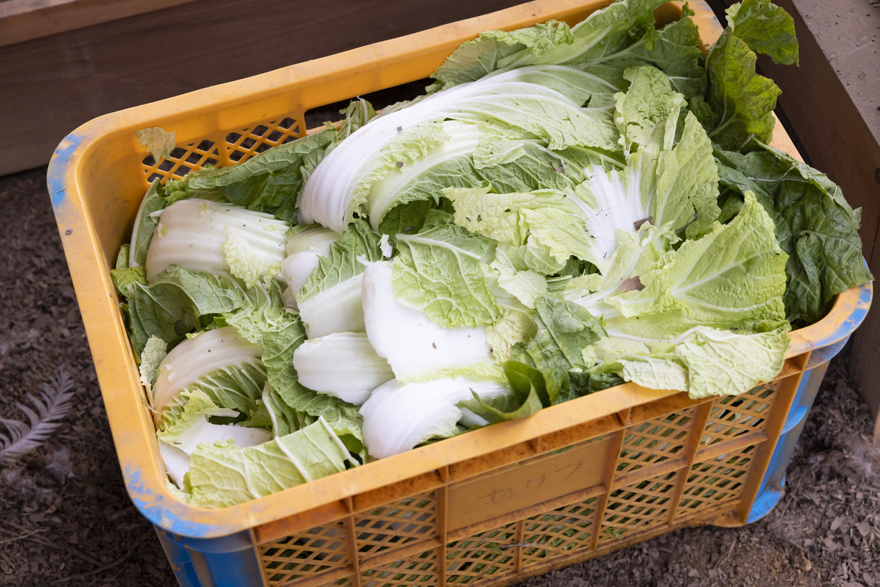 カゴに入った白菜などの野菜