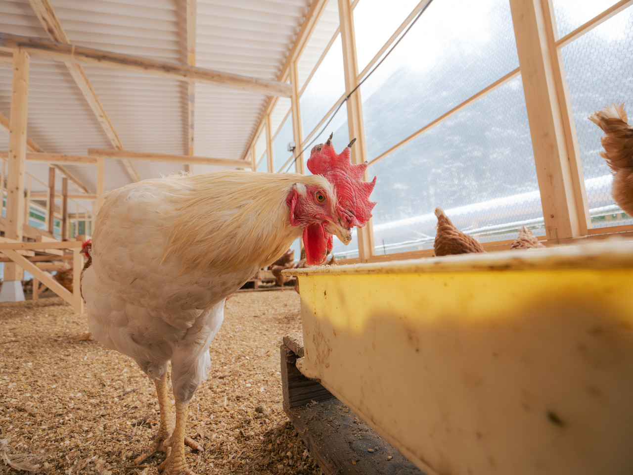 えさ箱の前の白い鶏
