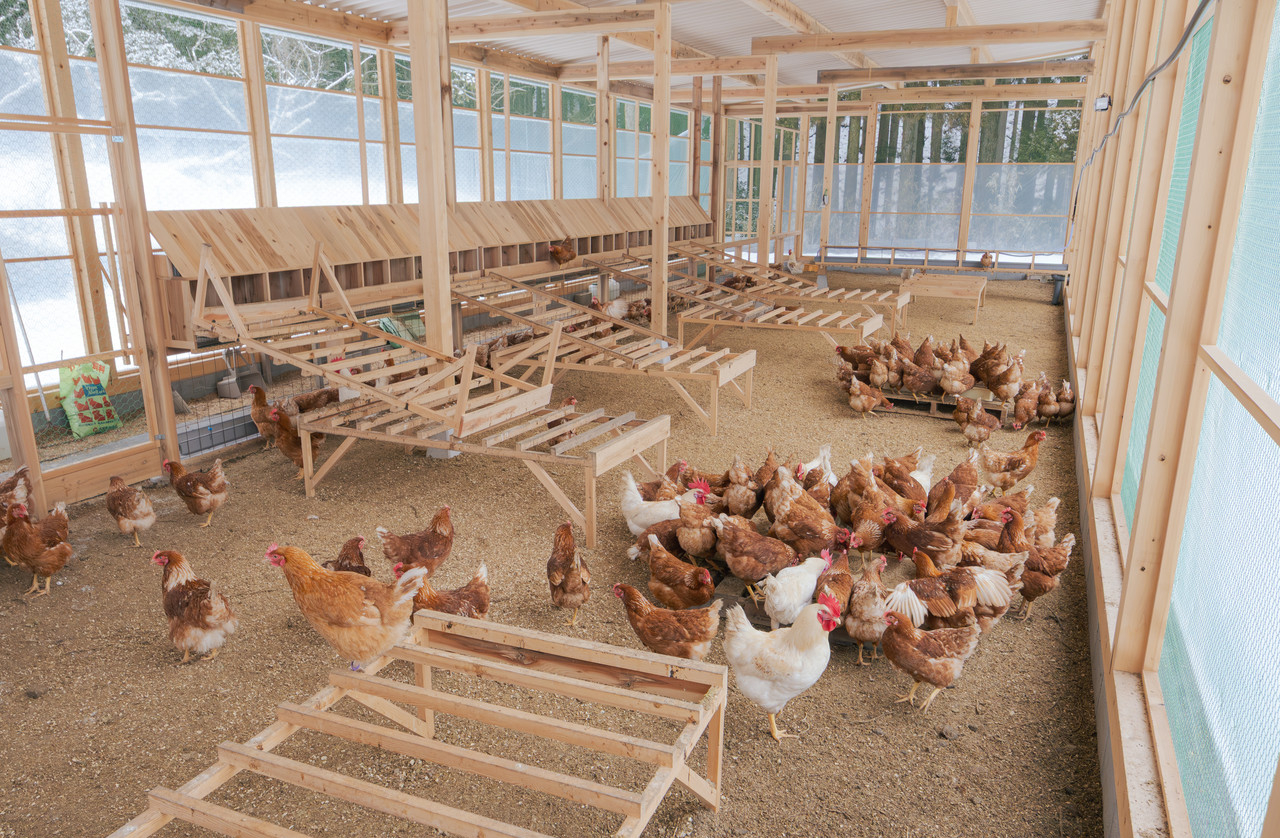 木造鶏舎内で過ごす鶏の群れ
