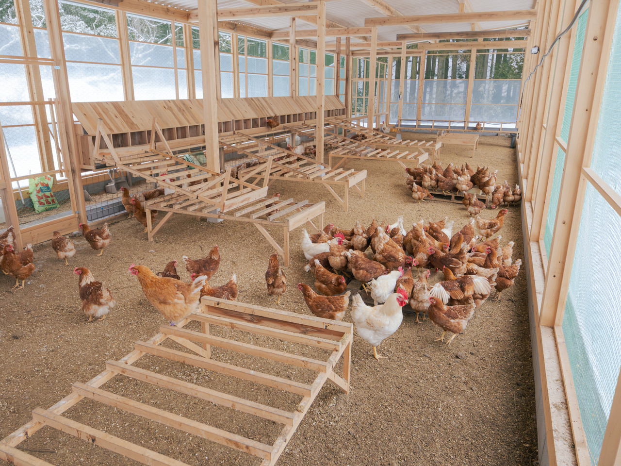 木造鶏舎内で過ごす鶏の群れ