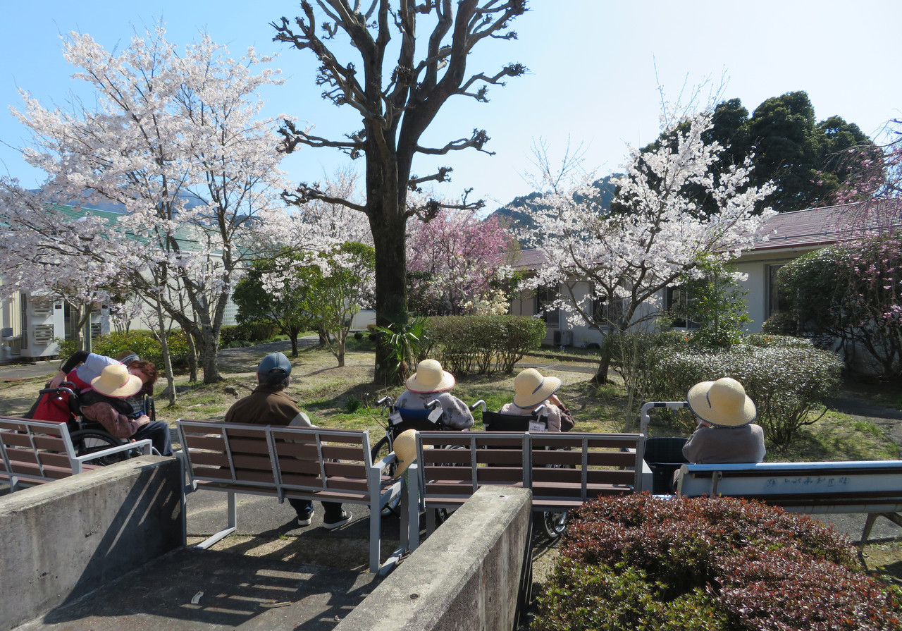 中庭にある大きな桜の木と、その下で花見を楽しむ人々の様子