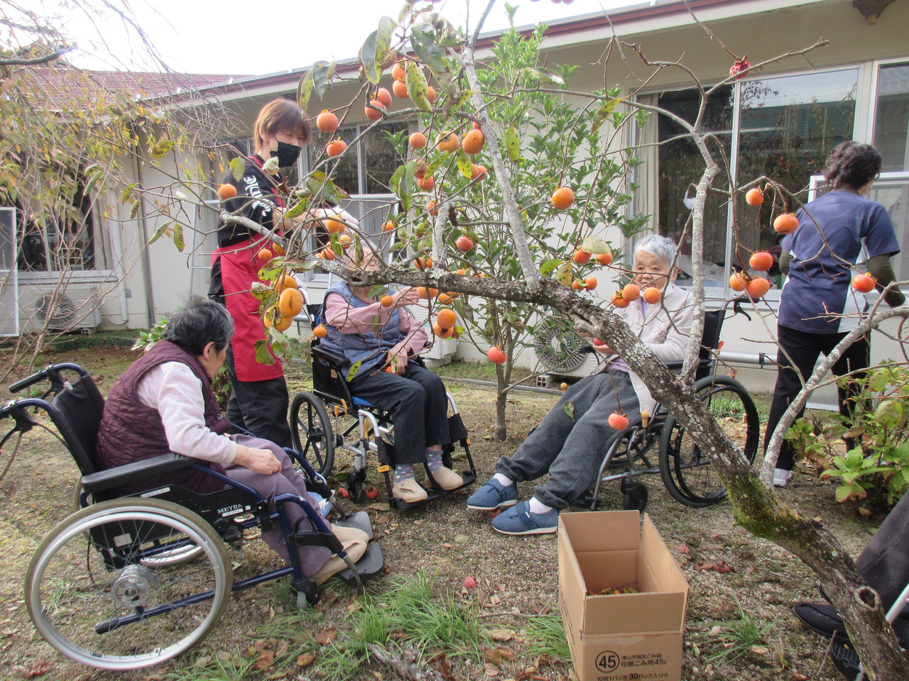 庭の木に実った柿を、スタッフのサポートを受けながら車椅子から収穫する利用者たち。