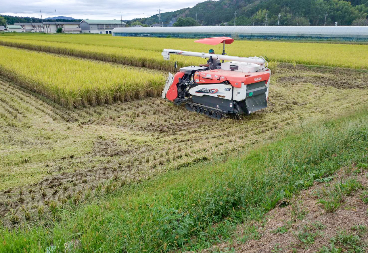 実った稲穂が広がる水田で、コンバインを使用して稲の収穫作業を行っている様子。