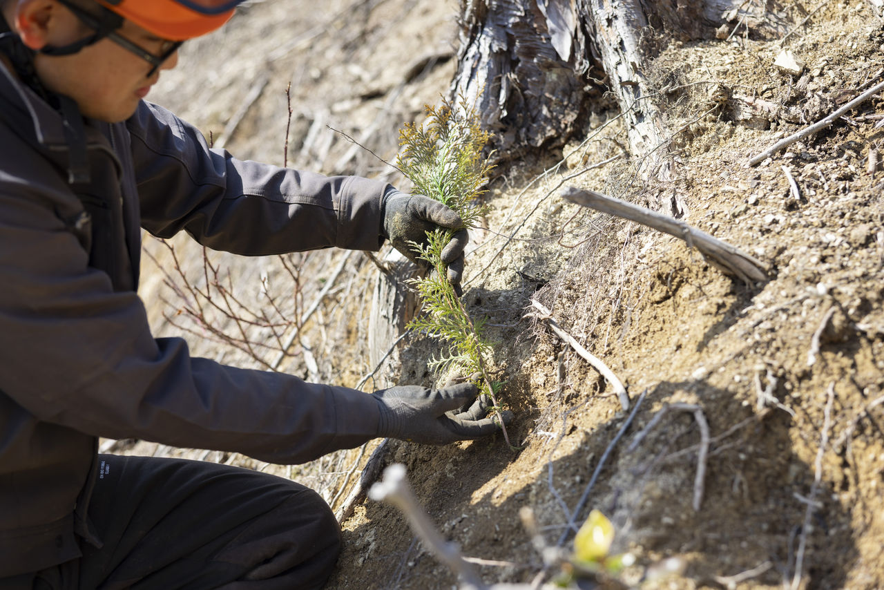 山の斜面にスギの苗木を両手で丁寧に植え付ける作業員の手元