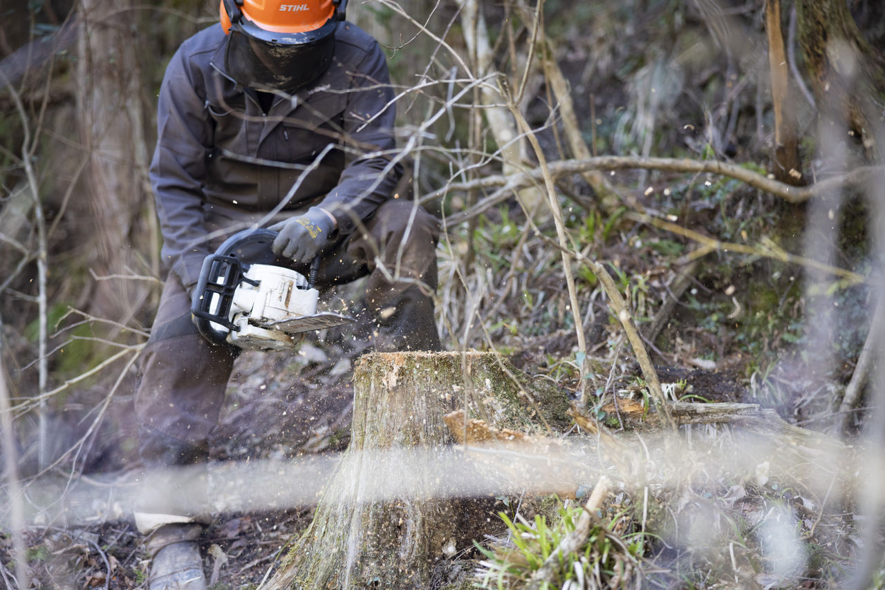 森林の中で切り株に向かってチェーンソーを構え、作業を行う作業員