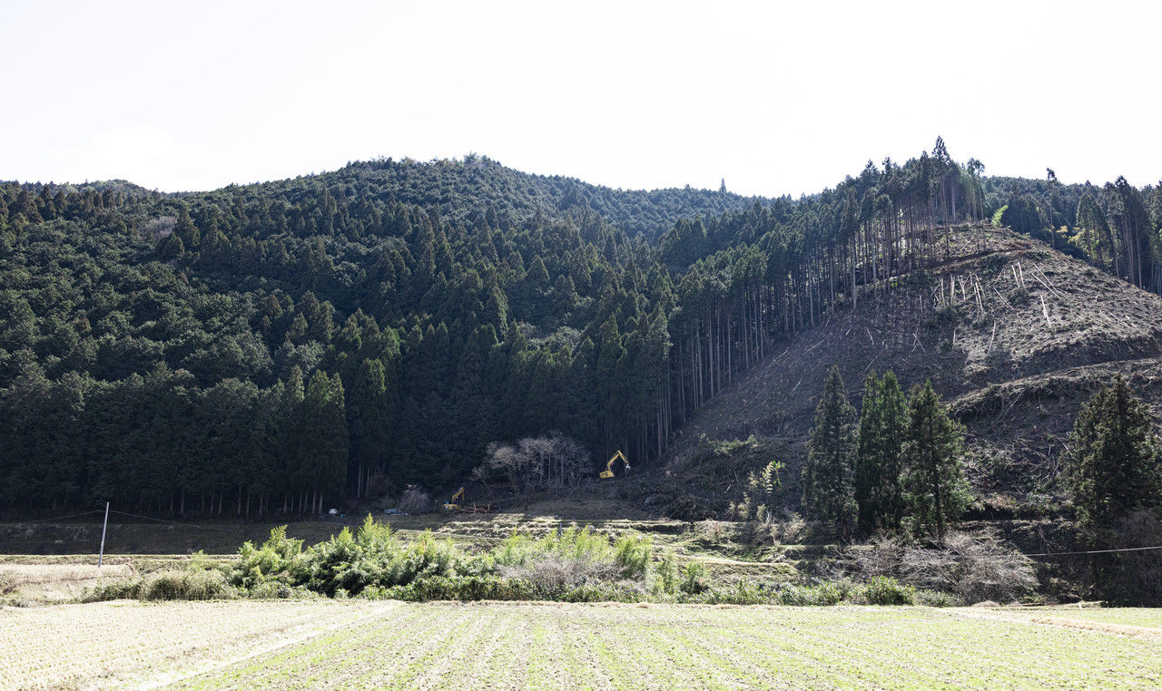 伐採作業が行われている山の斜面と稼働する2台の重機