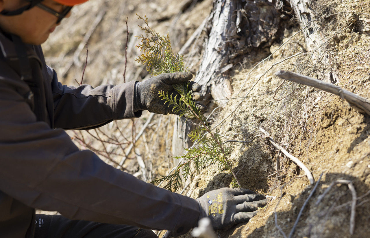 山の斜面にスギの苗木を両手で植える作業員の手元