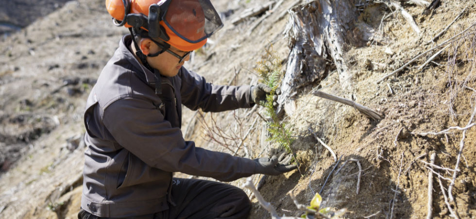 山の斜面でスギの苗木を植える作業員