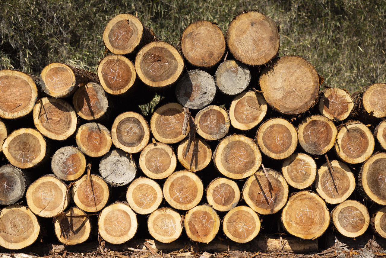 木口に白いチョークで番号が書かれ、積み上げられた丸太